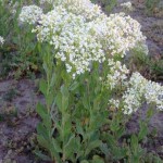 Hoary Cress or White Top