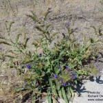 Common Bugloss Weed