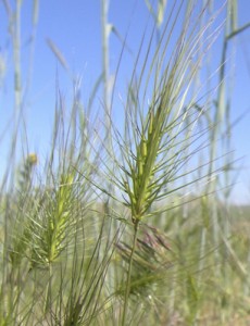 Medusahead Rye